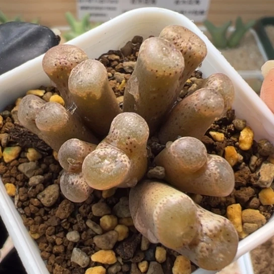 莉莉安勋章一颗661。