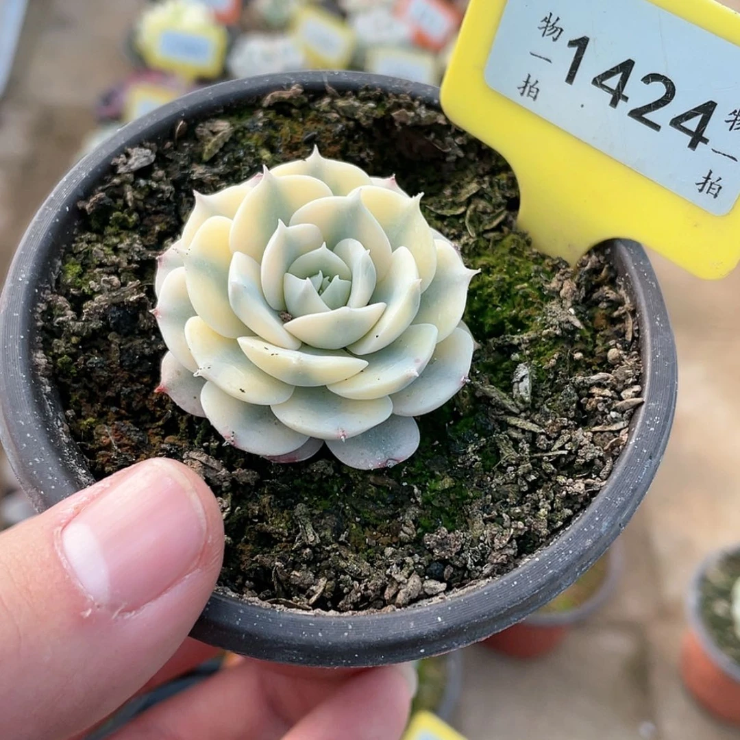 【闪购商品】1424号