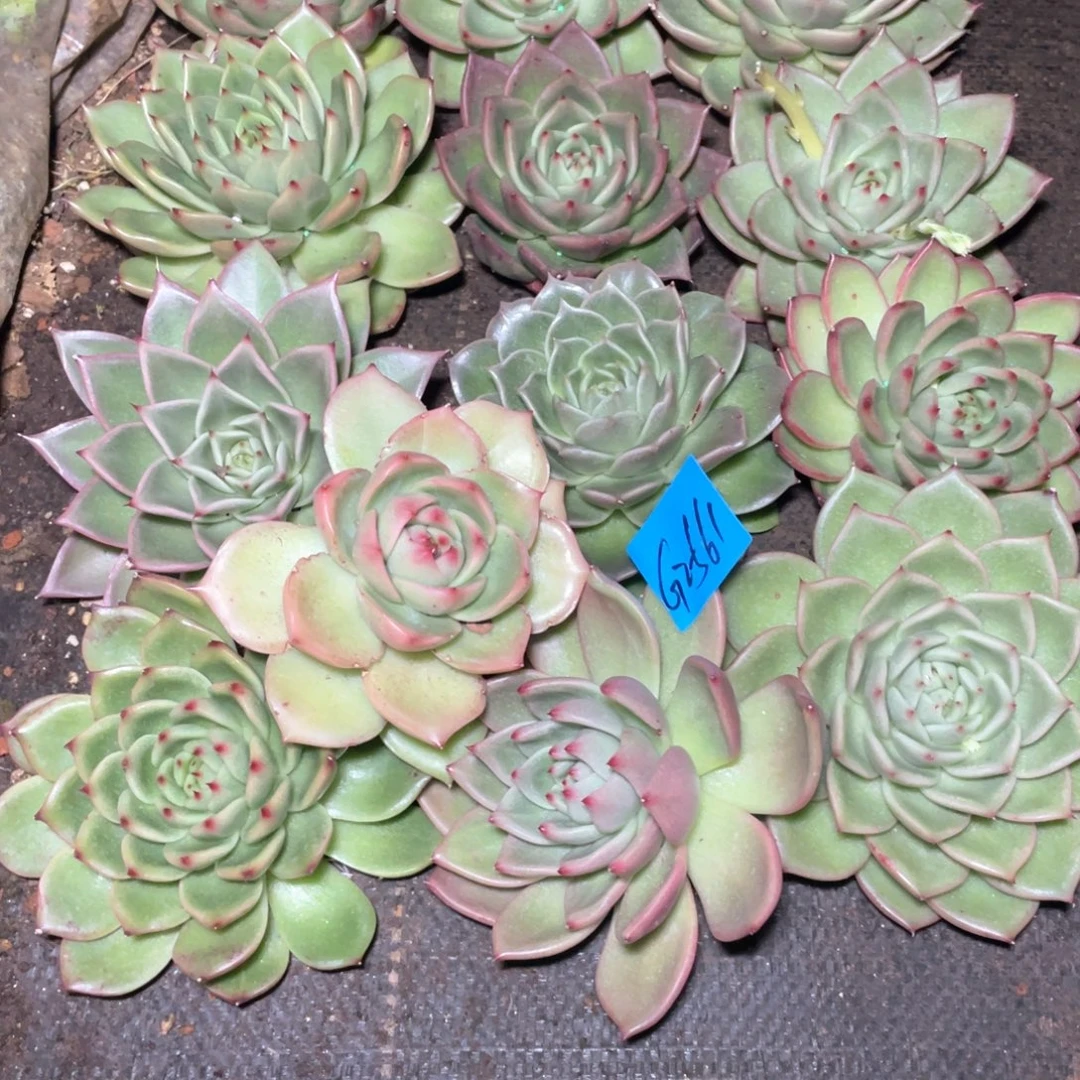 書***礼一筐特价福利不售后2561