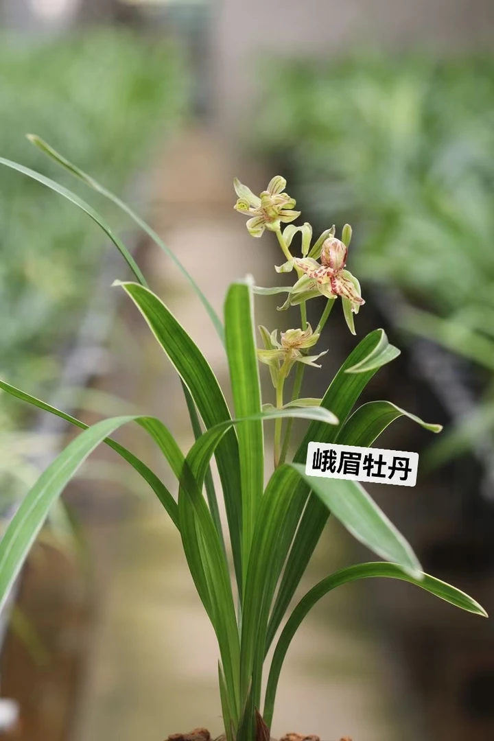 特价兰花带花苞建兰峨眉牡丹绿植阳台室内浓香客厅花卉浓香型奇花