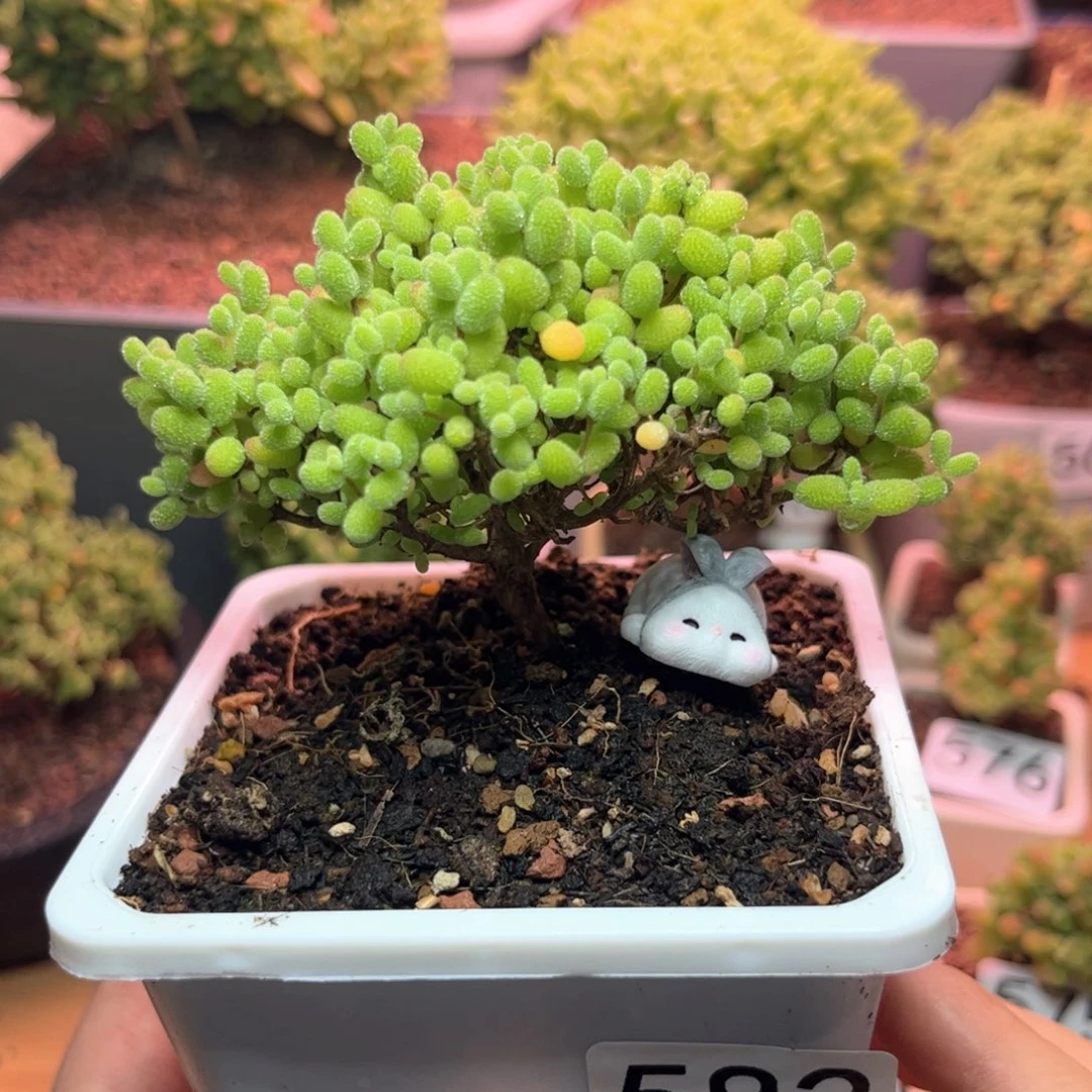 582金桔可爱多肉植物