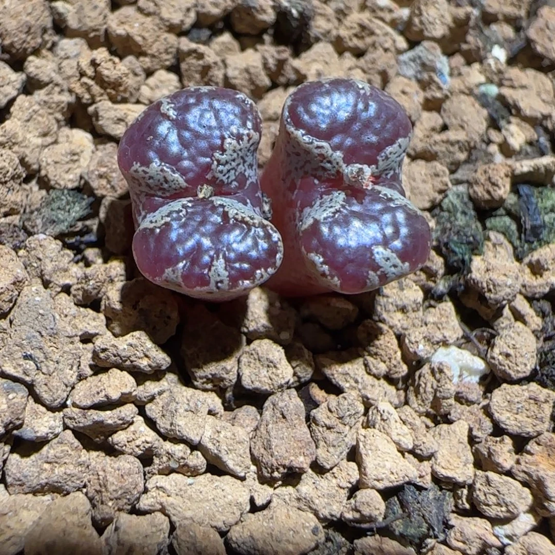 肉锥多肉植物组合-蝴蝶1293