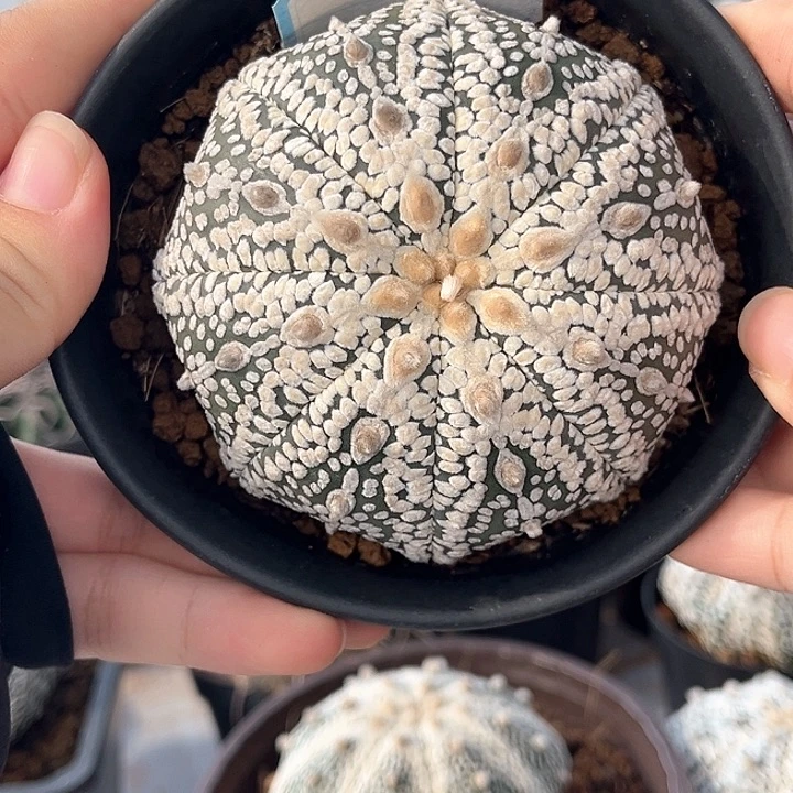 7.9cm实生奇迹一物一拍