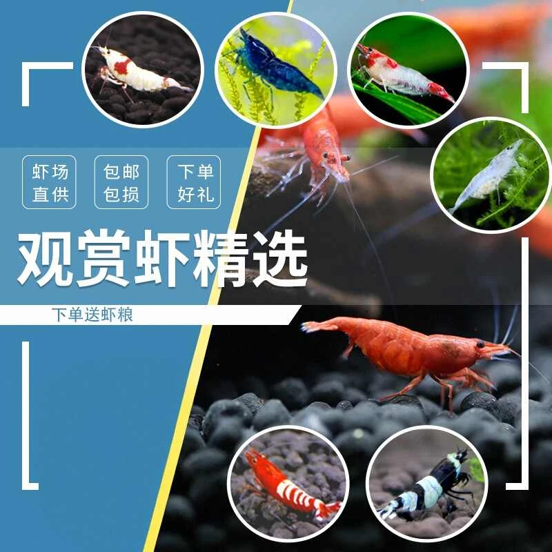 【直播专用】五彩观赏虾除藻虾鲜活观赏虾晶虾极火宠物虾鱼缸工具