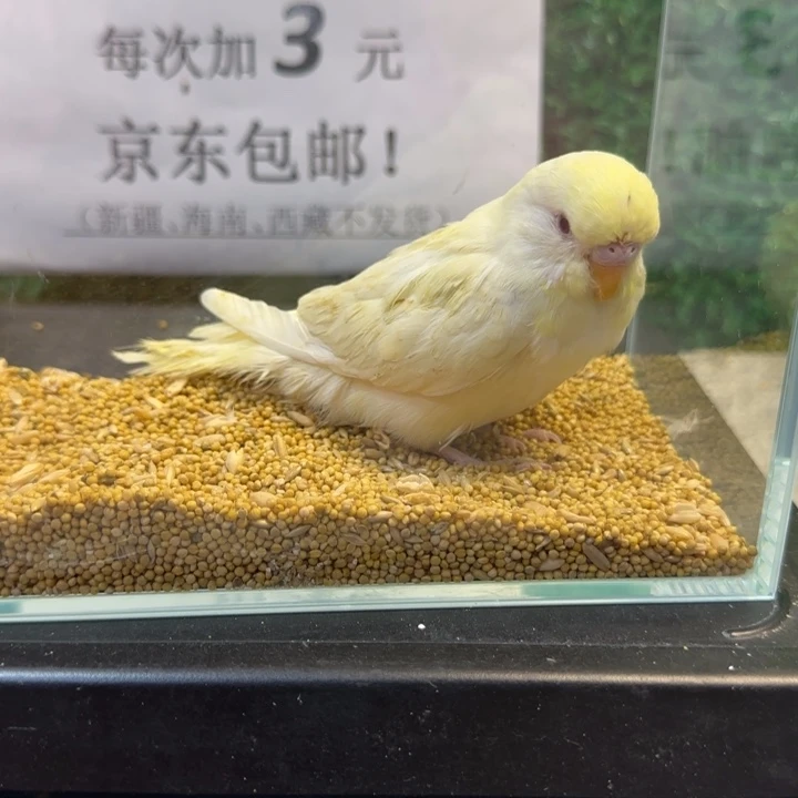 虎皮鹦鹉大头虎皮鹦鹉