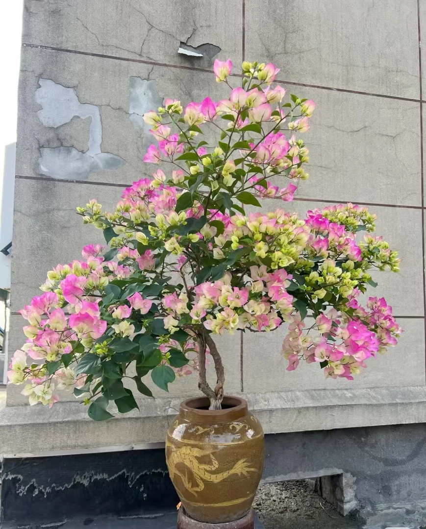 胖坨坨老桩直播用（一物一拍）三角梅基地直发庭院可飘枝爬藤植物