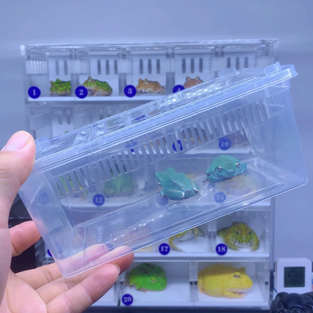 角蛙树蛙到家美丽漂亮