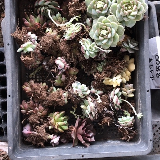 普**杰切糕时发现一个好