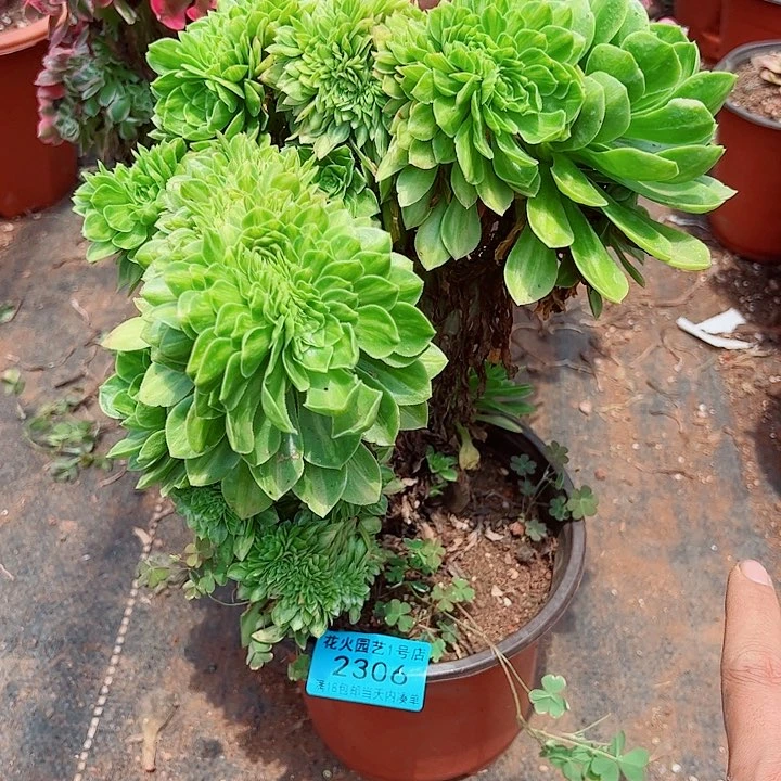 翡翠琉璃缀2306多肉植物