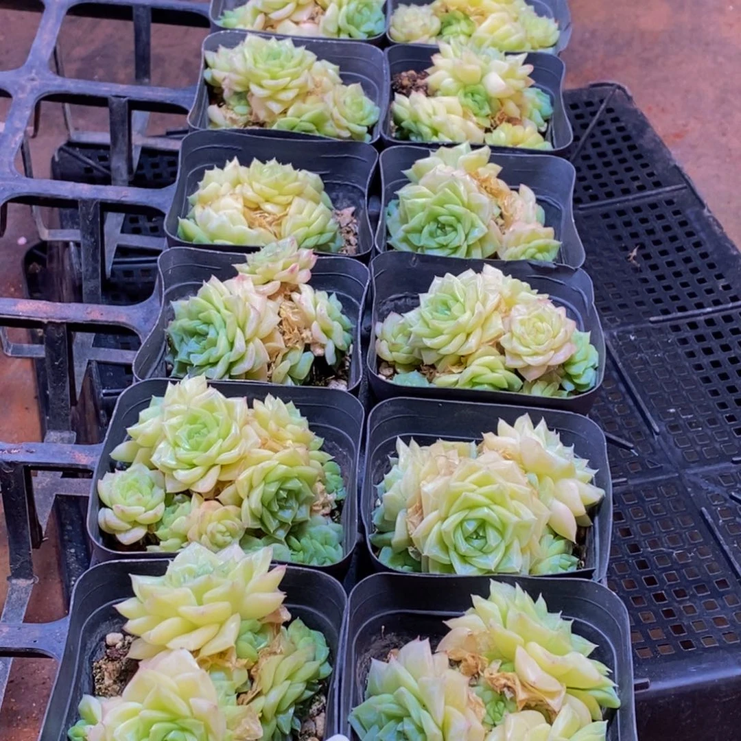 967多肉植物保护研究所所长助理