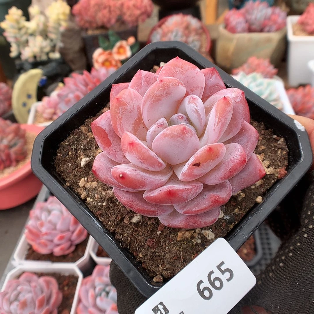 662雪天使多肉植物6666