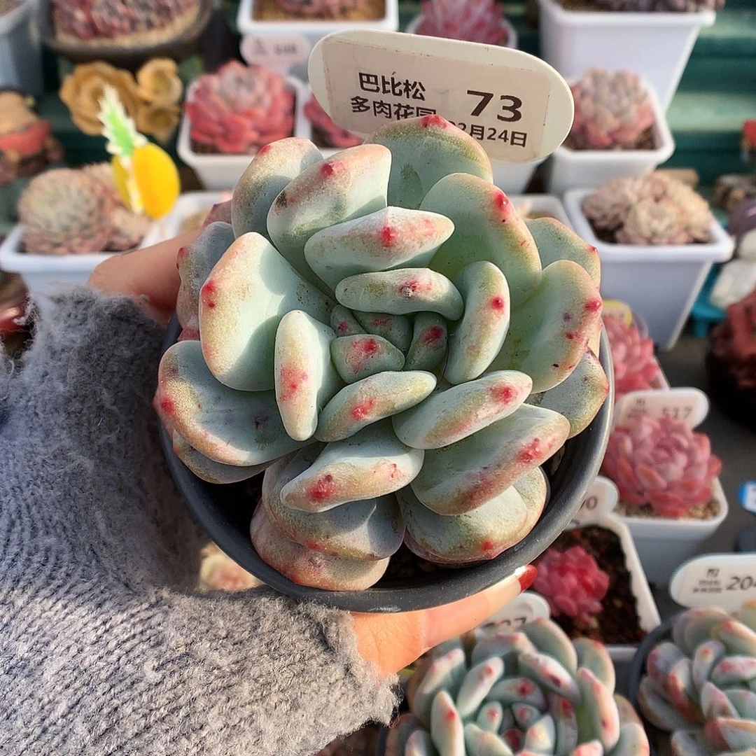 73梦露石化多肉植物