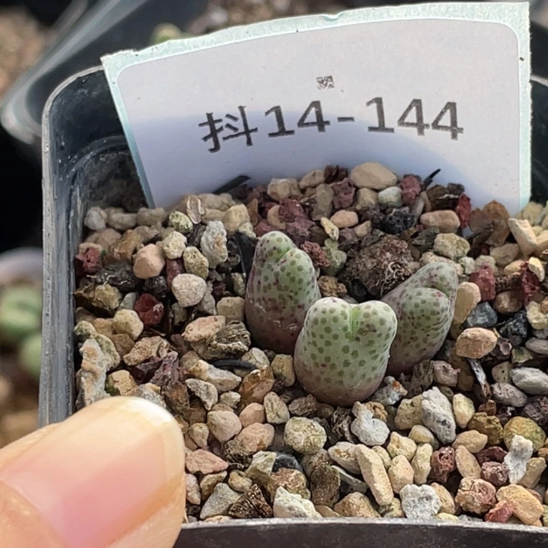 丫***.14-144肉锥多肉植物