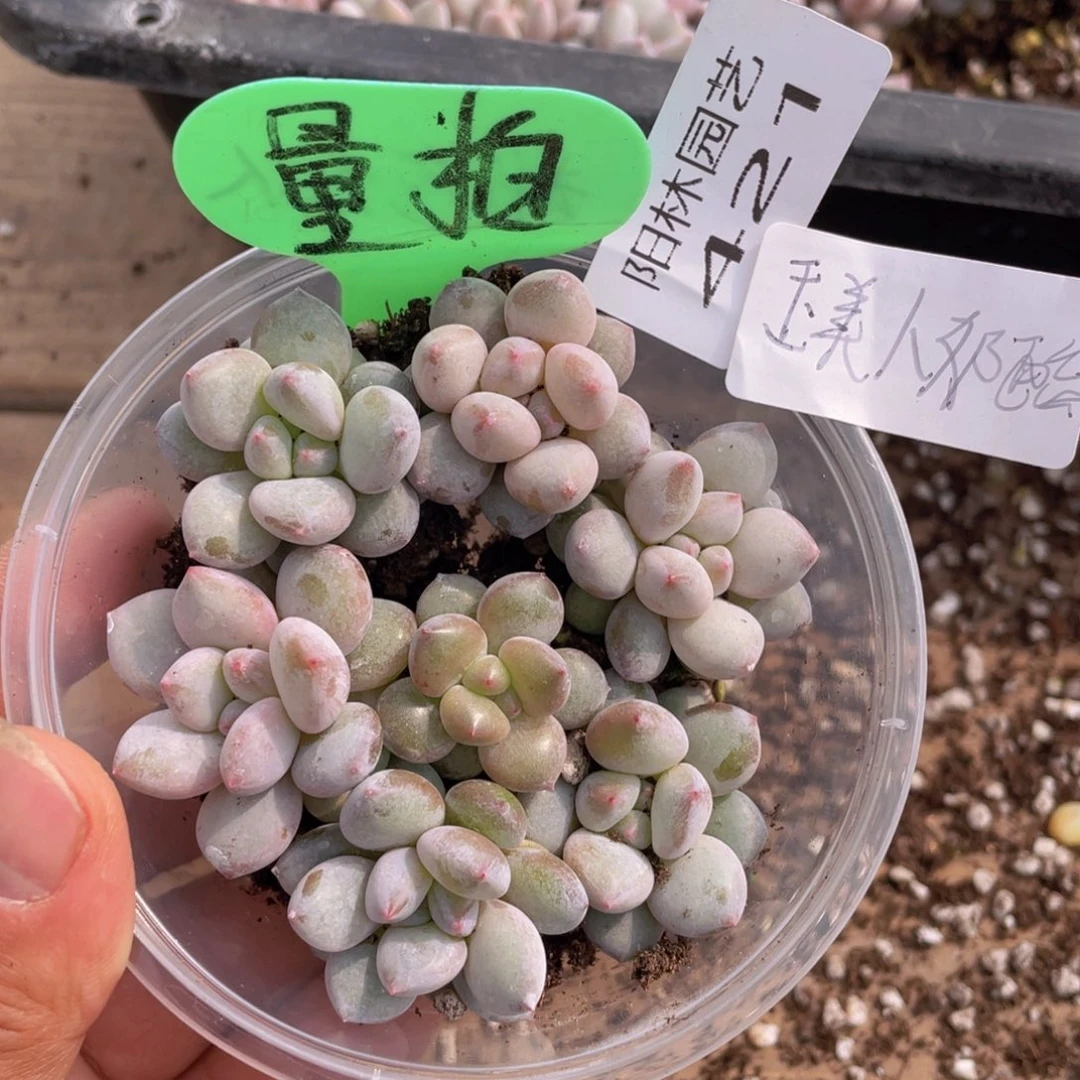 量拍多肉植物多肉植物421