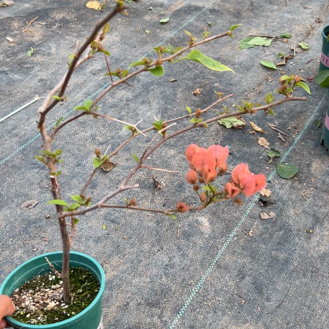 无花朵【18好橙粉公主一棵】随机发货福利款不售后