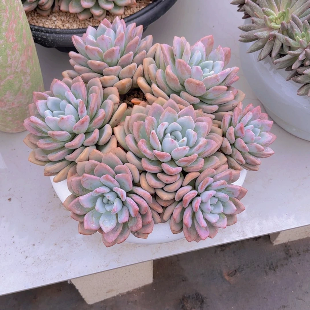 1奥普琳娜所有植物軚盘带