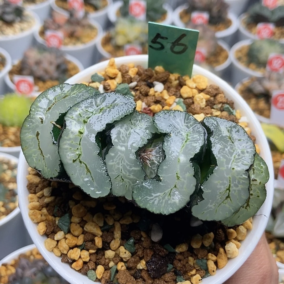 56葵三条111111111