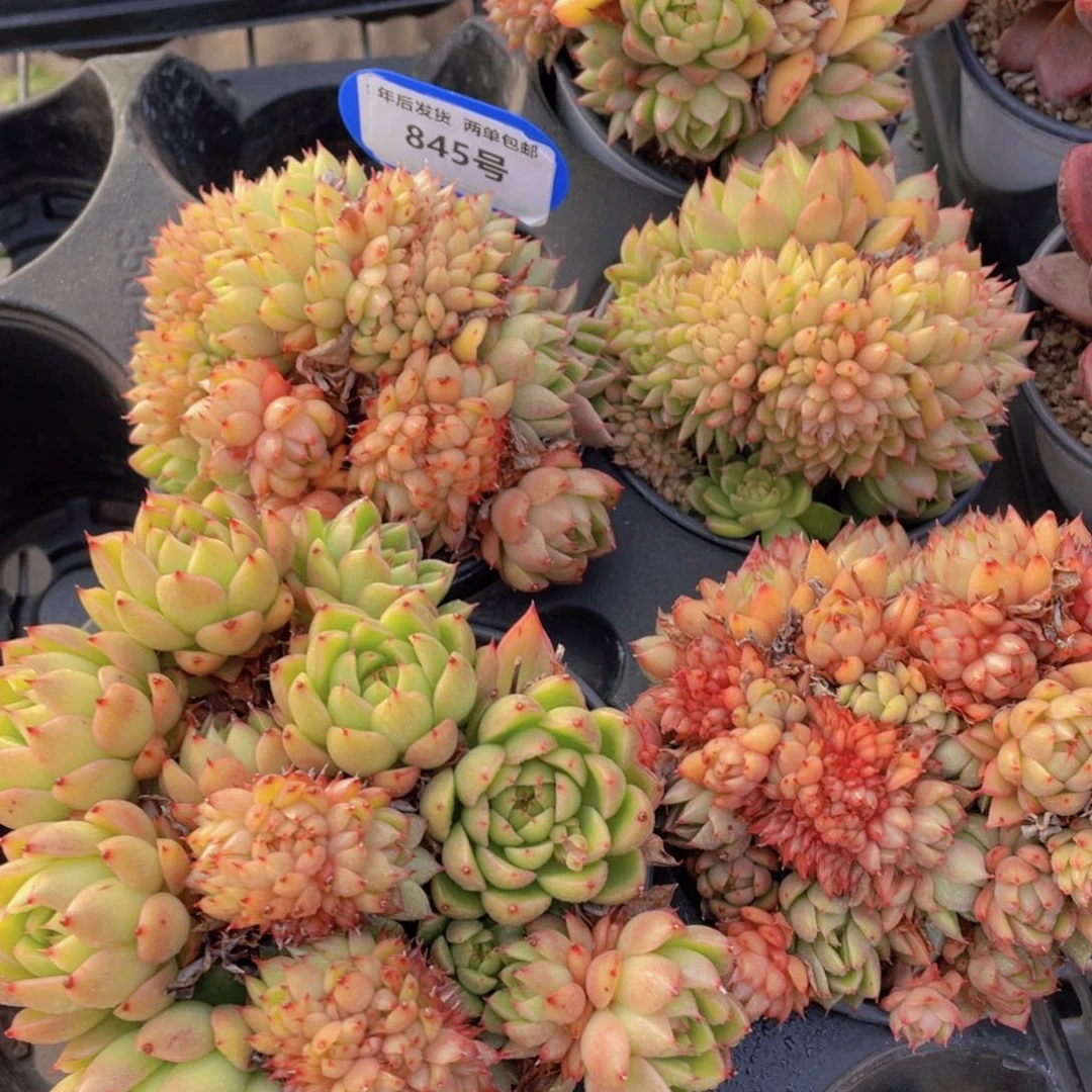 845号韩货冰透珍妮缀化一个