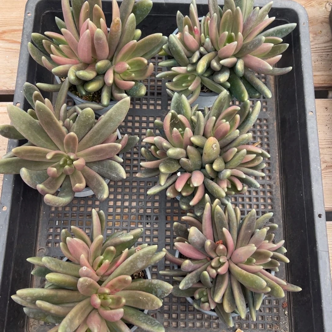 5568量肉肉肉肉肉肉肉肉肉