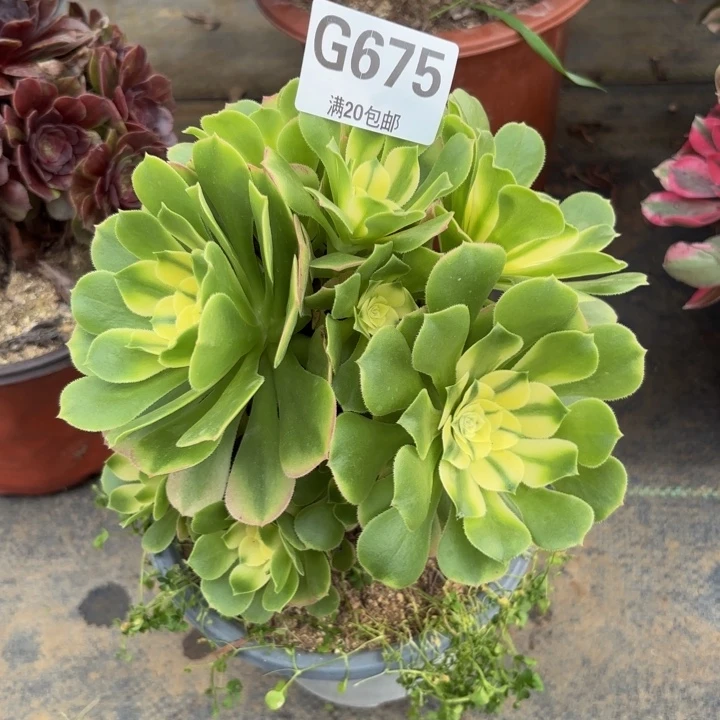 瑞妈多肉植物675辛尼亚