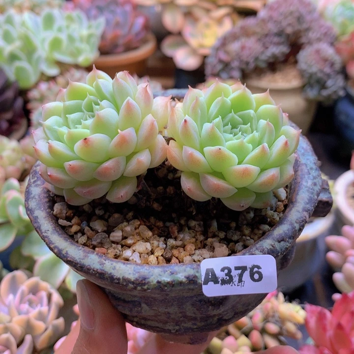 一物一拍含盆土满38包邮A376