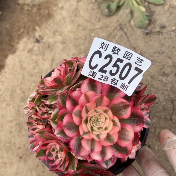 倾城多肉植物法师2507