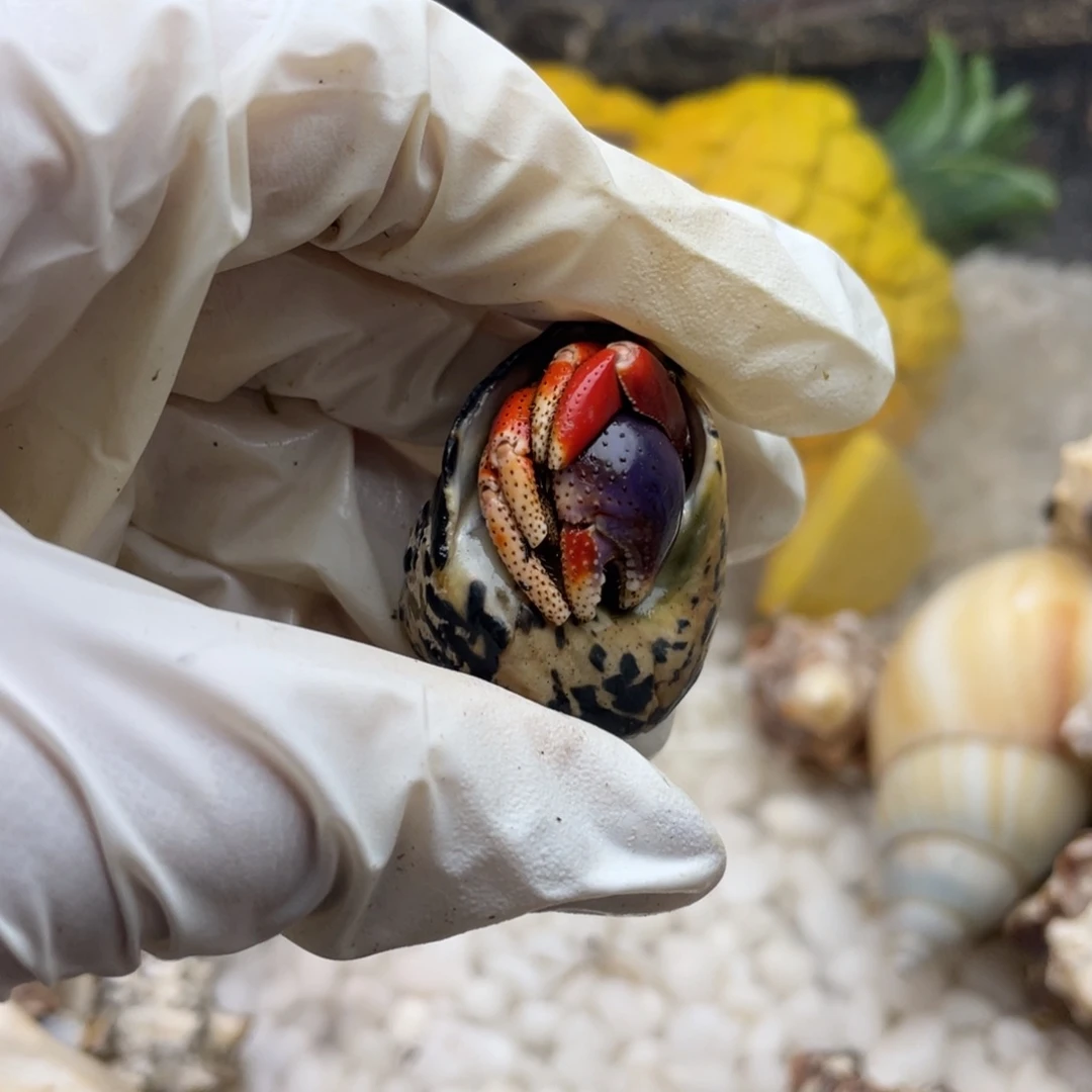 食***蜂k10好看好看好看蜂蜂好看