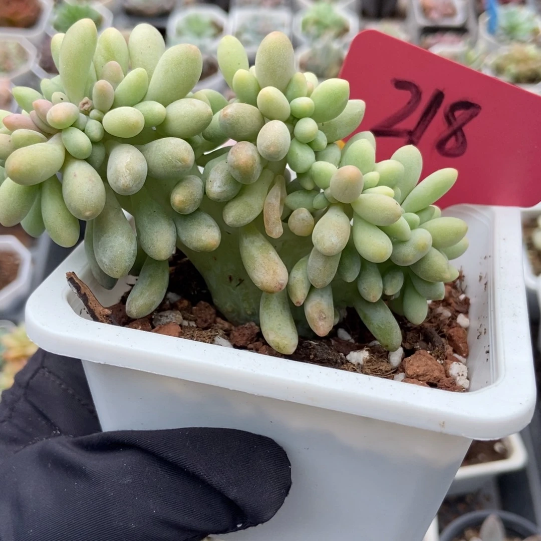 218汤圆缀多肉植物多肉