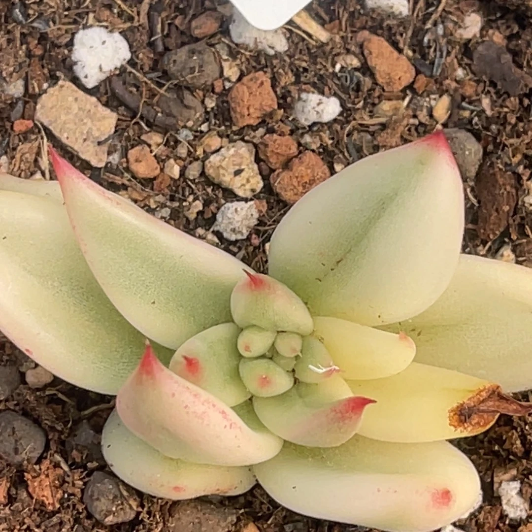 冰*火尚品特价脱干玛利亚锦7460须根