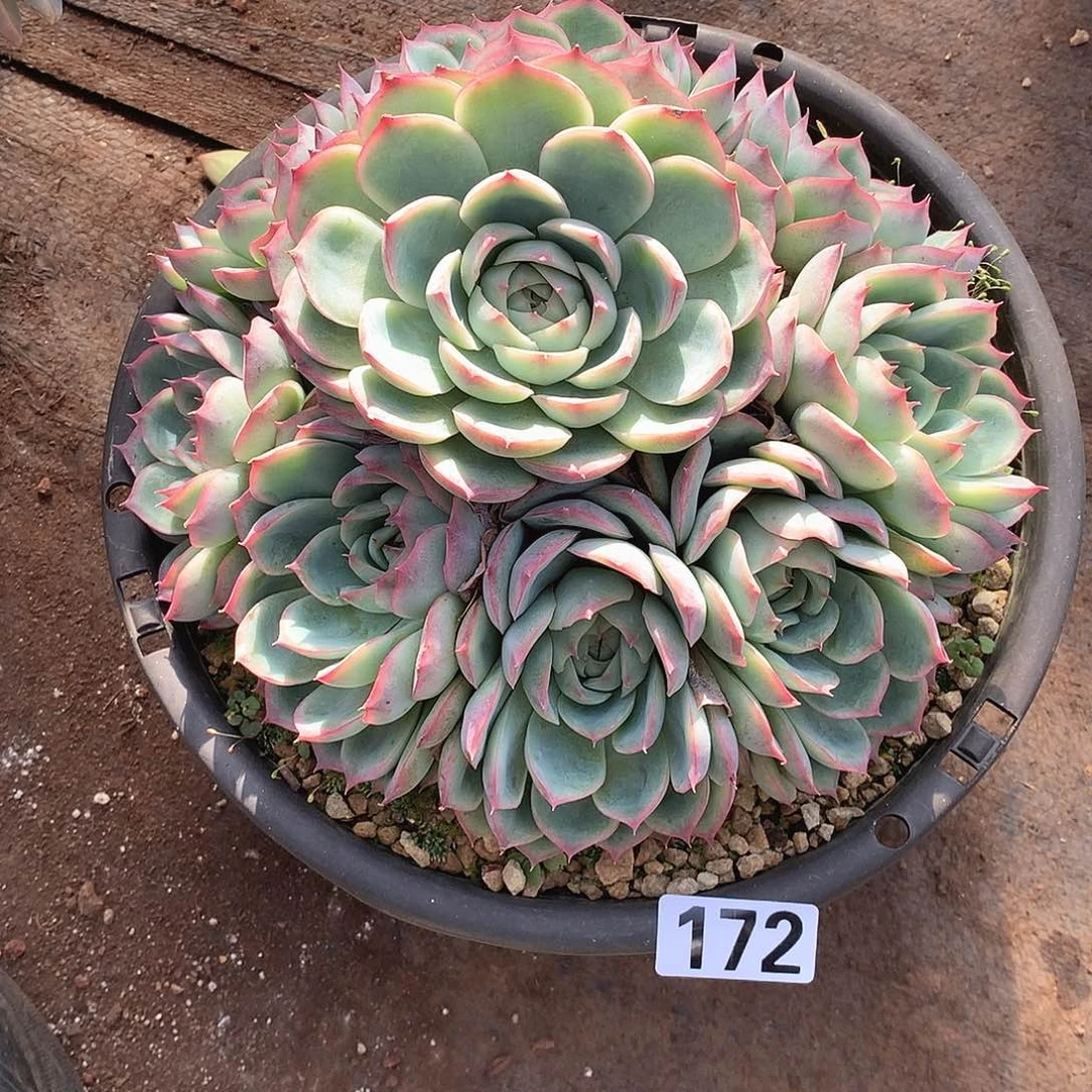 172侧影 一物一拍多肉