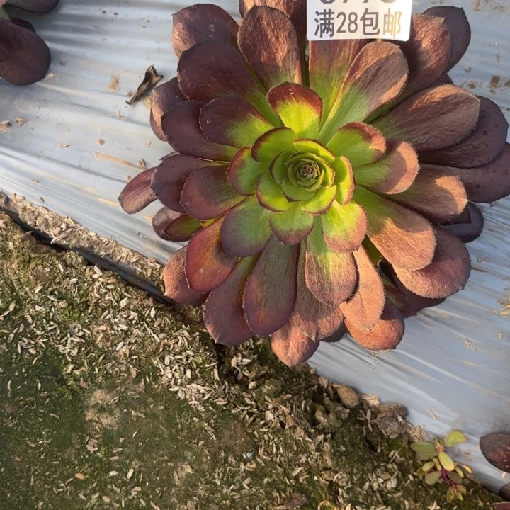 O. 6798黑寡妇多肉