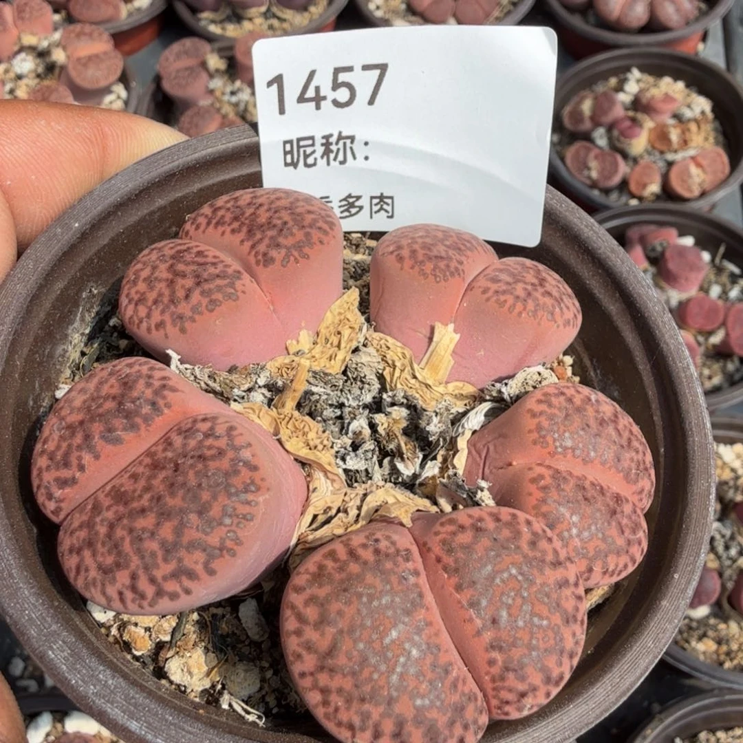 L**g多肉植物多肉植物多肉植物