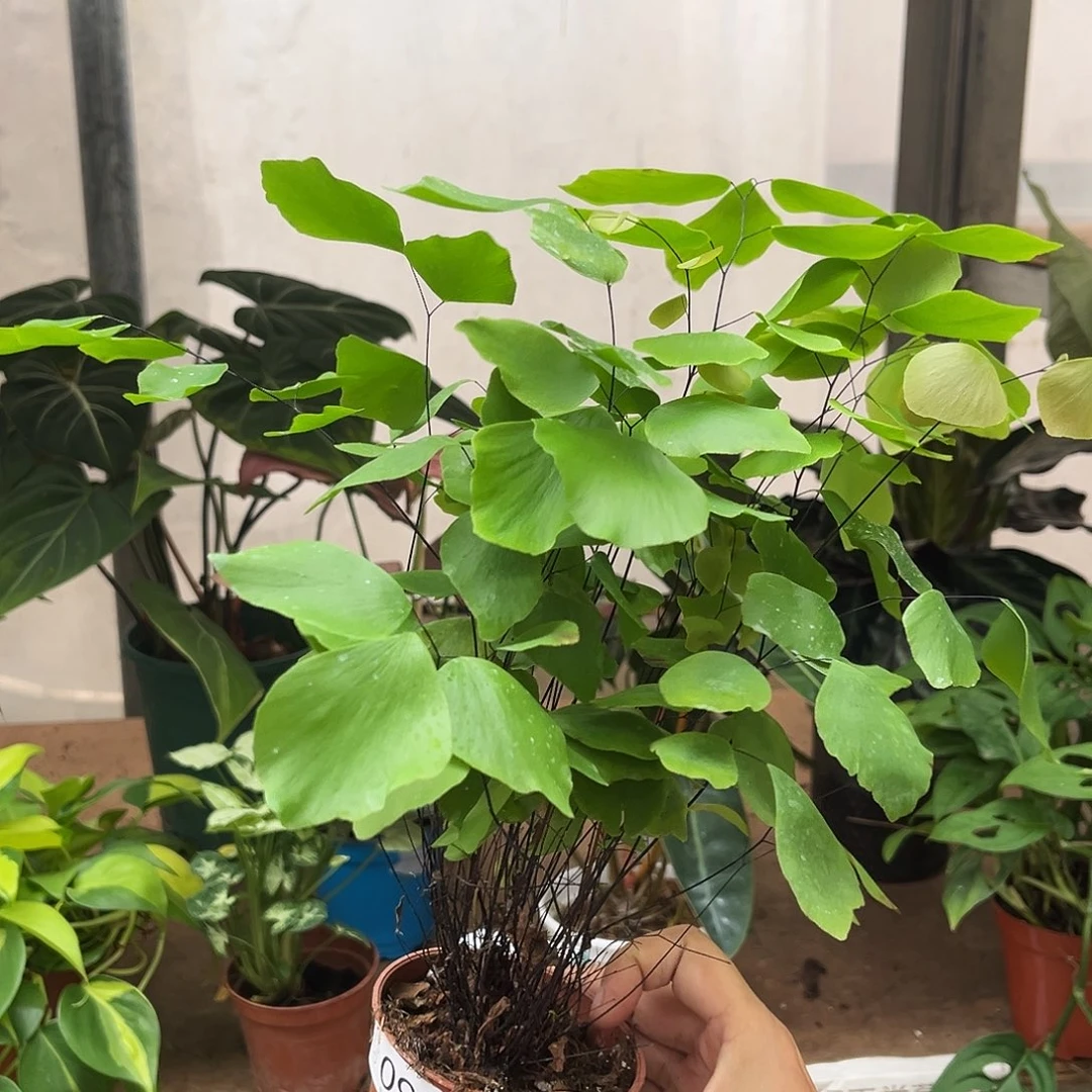 无花朵099 银币铁线蕨