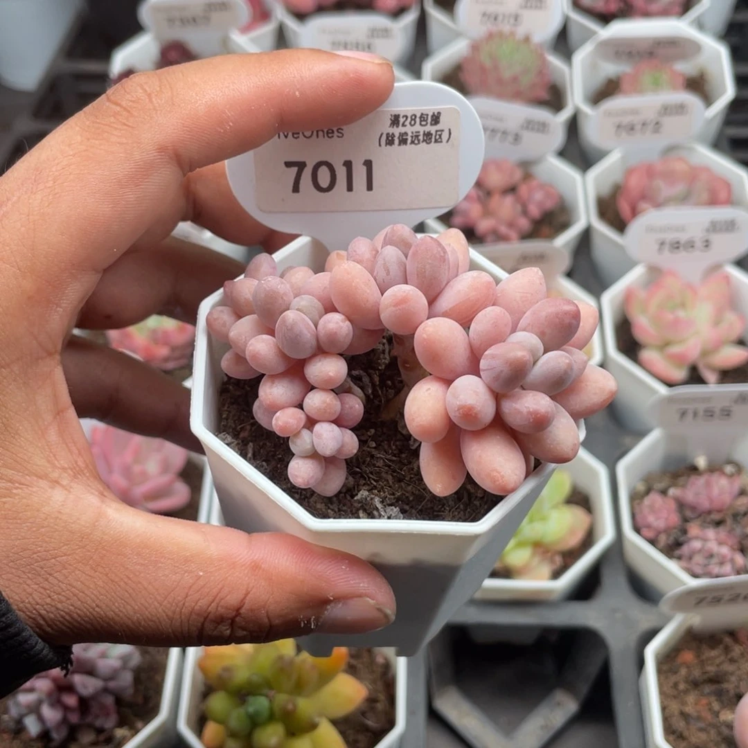 7011粉色恋人5.0厘米