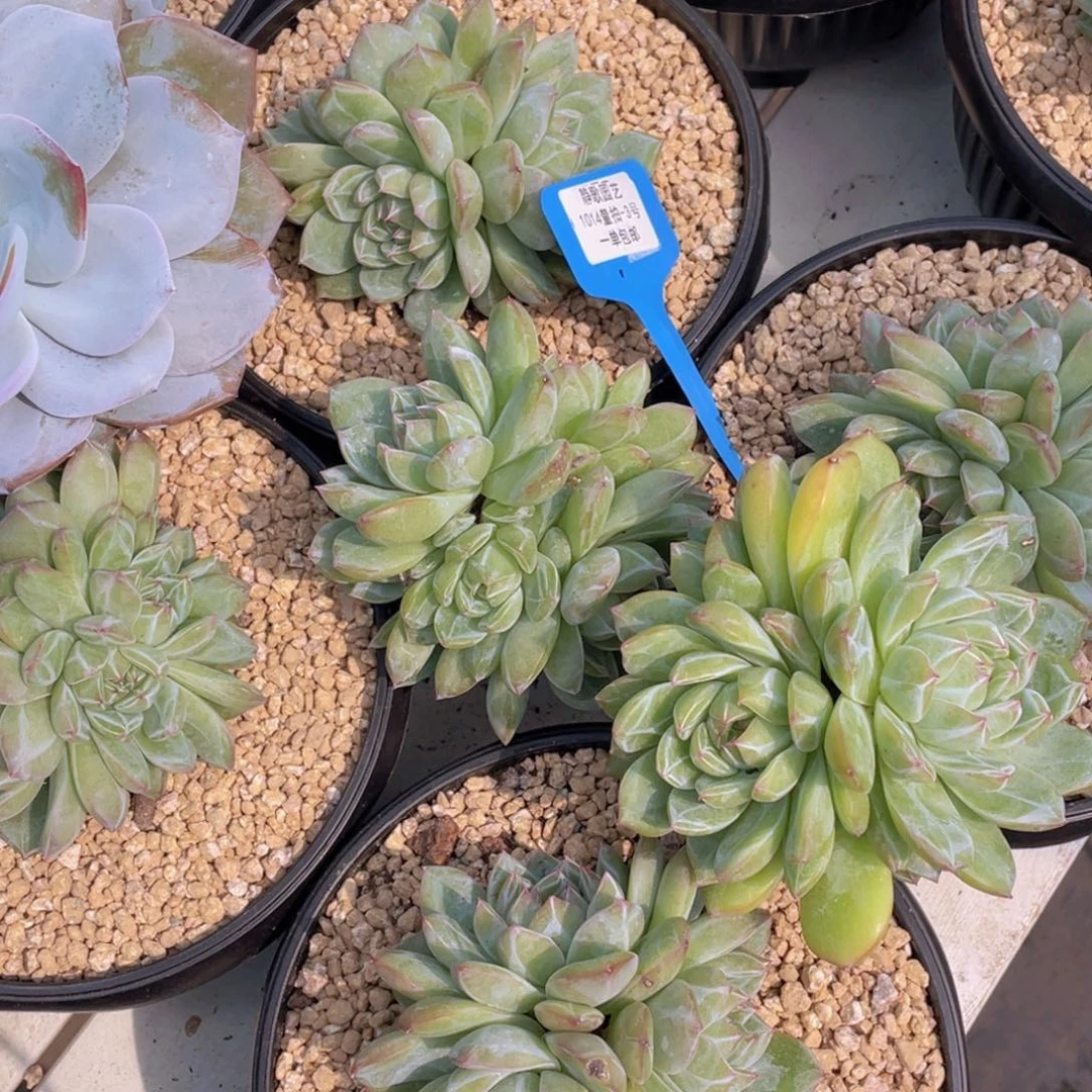 1014-3-雪花珍妮群生多头一颗