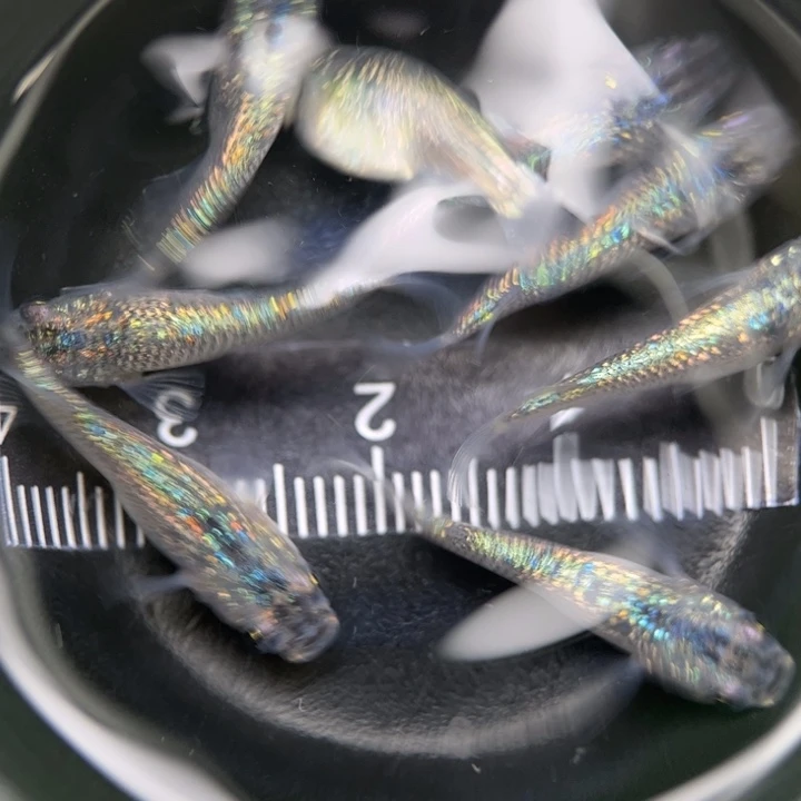 海水鱼短体蓝宝石18号