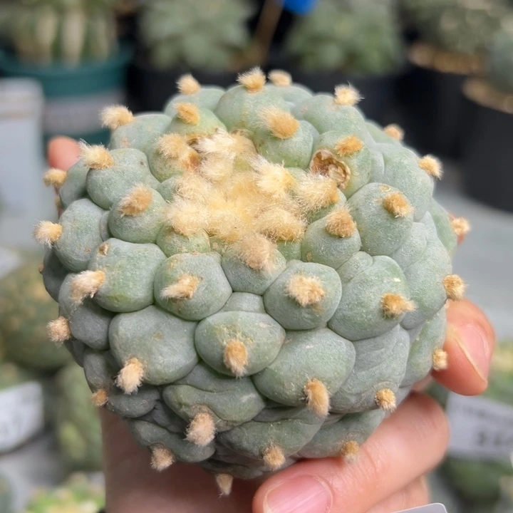 344 无根 仙人球的故事是