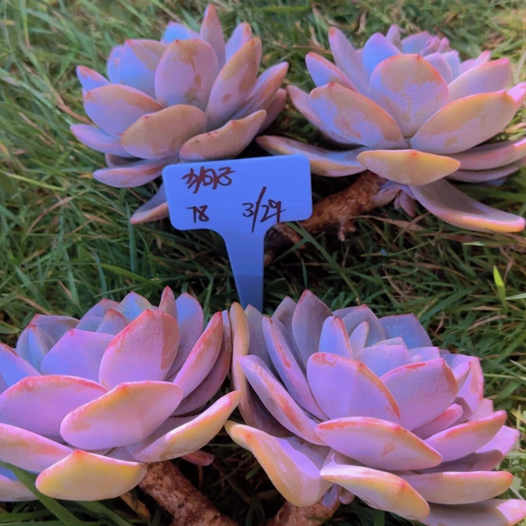 补差价奶茶多肉植物