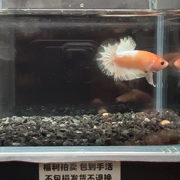 斗鱼一单包邮13日105