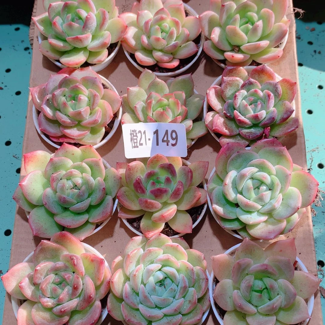 21-149一物一拍多肉带盆18颗