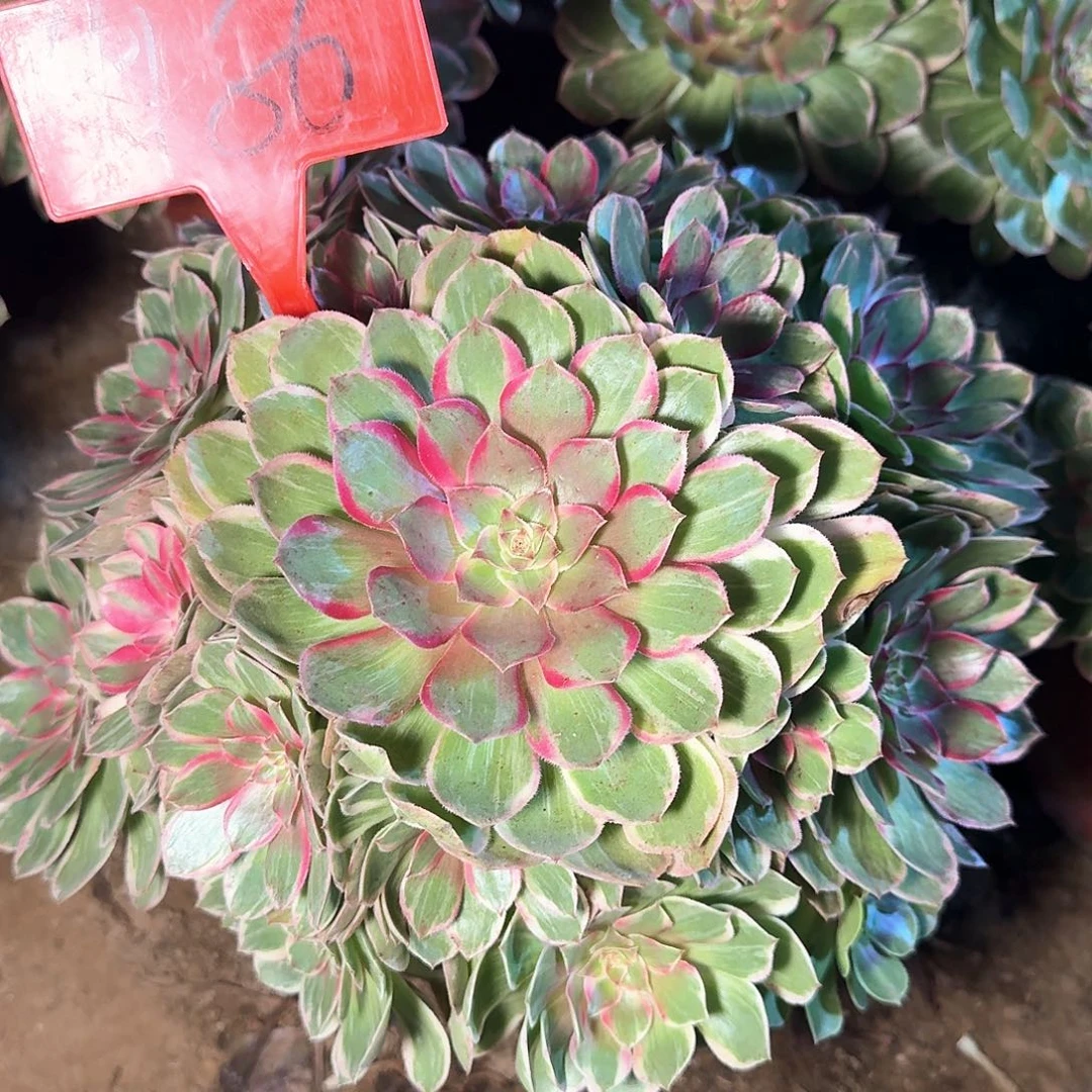 4186莲花座多肉植物
