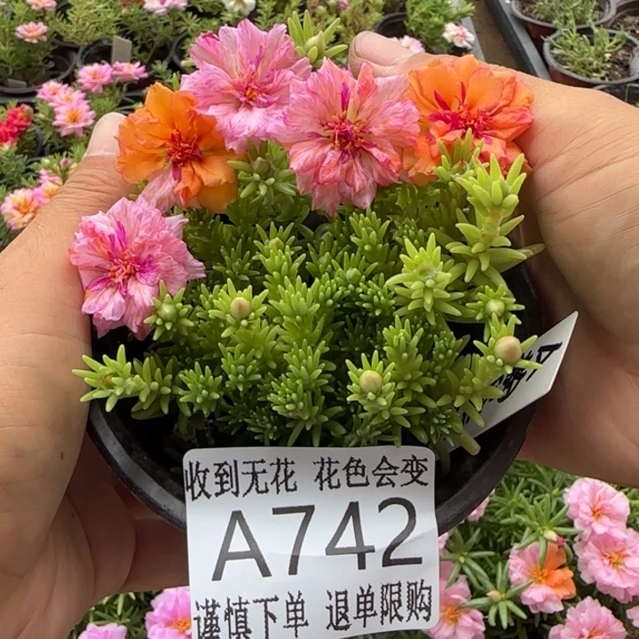 当前无花朵，栽培后可花朵A742超小苗盆口10cm