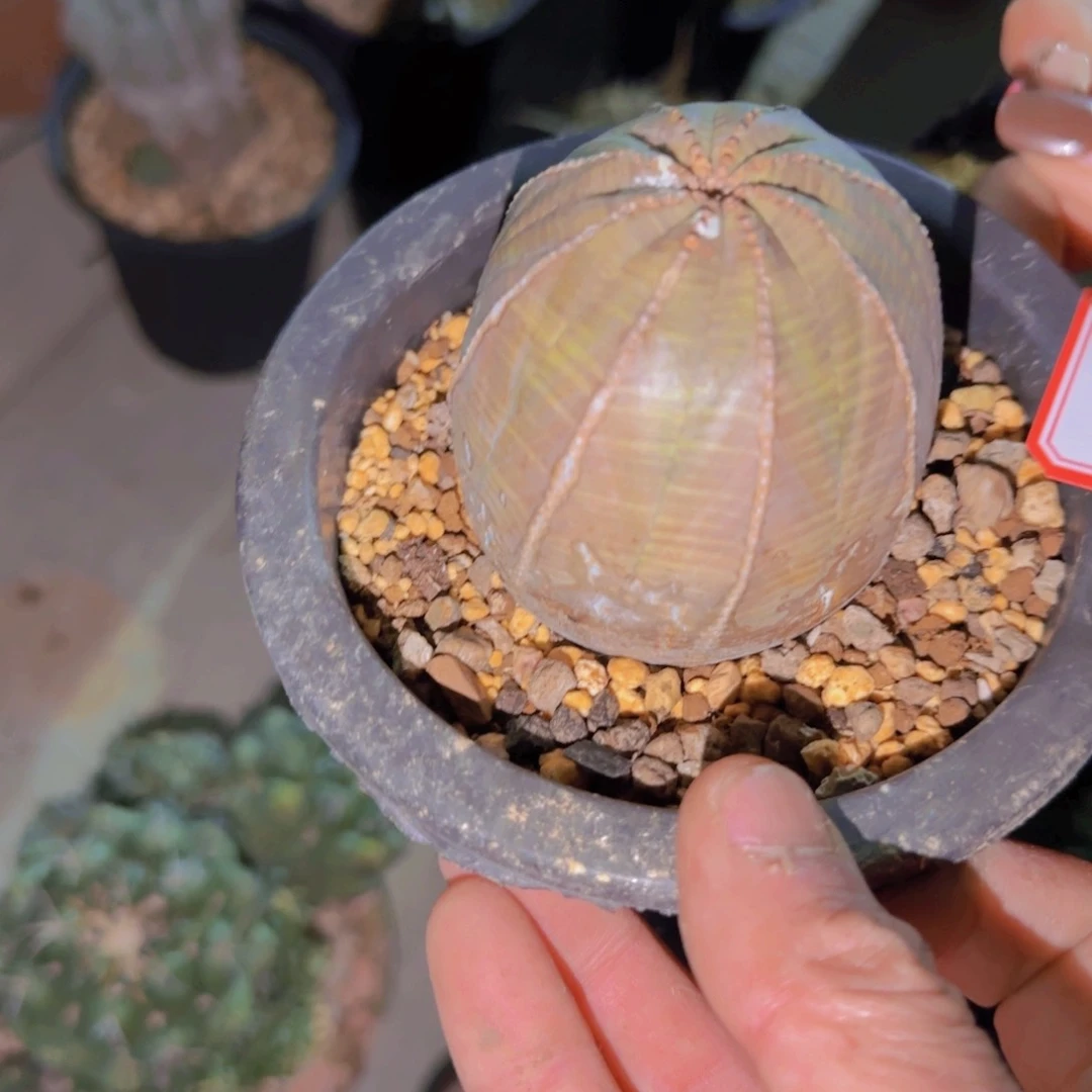 第****鸦块根植物块根植物