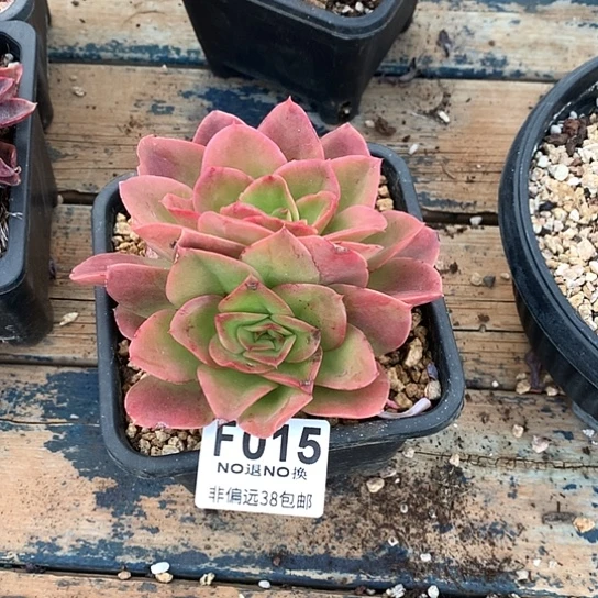 是***它迷雾森林双头015 亏本处理不退不换7-8天发货