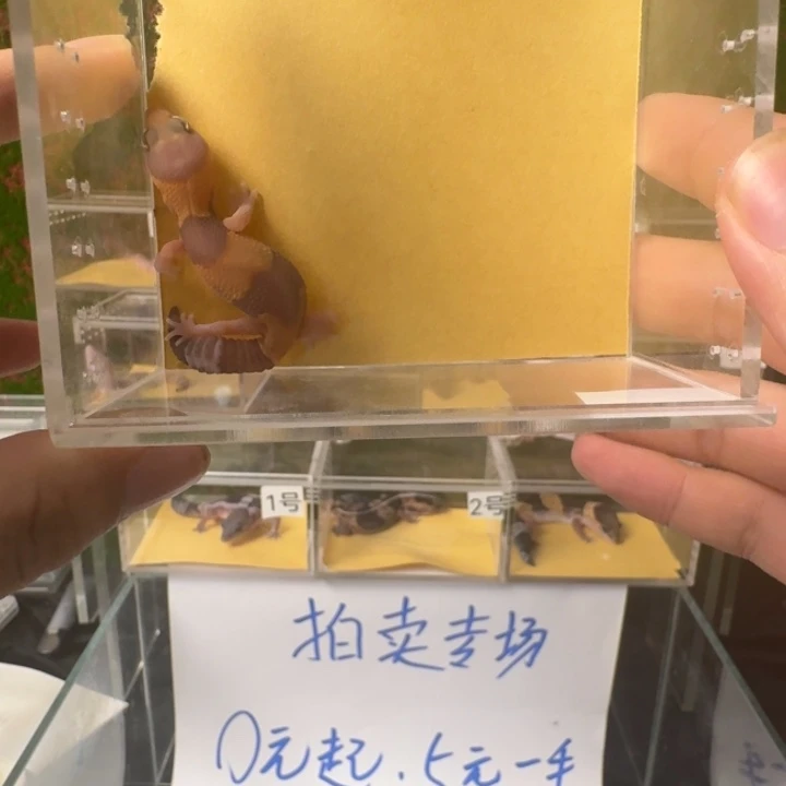 肥尾守宫橘白玫瑰血0元1手