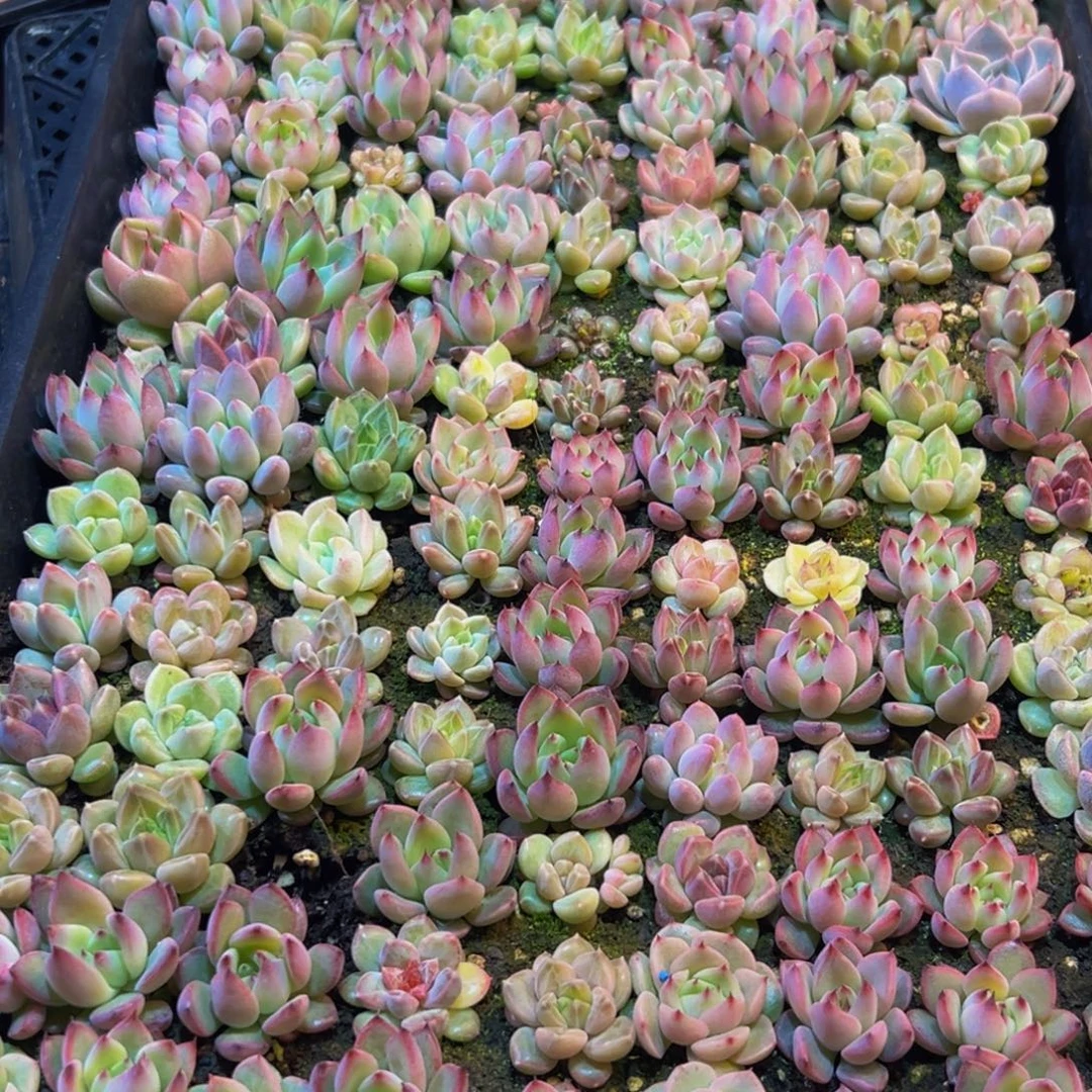 649点的点点滴滴点点滴滴