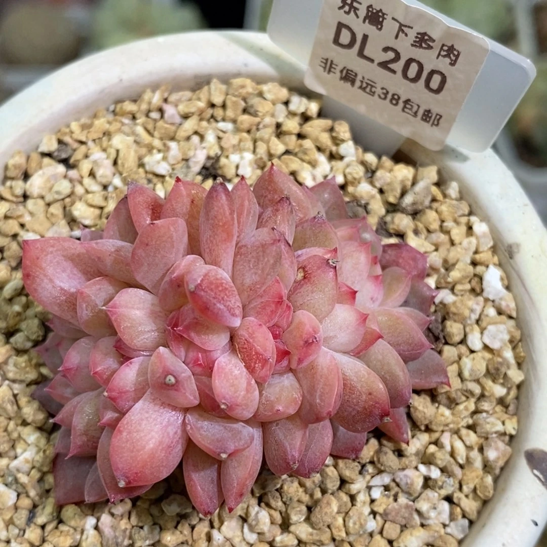 200东篱下多肉植物盆栽