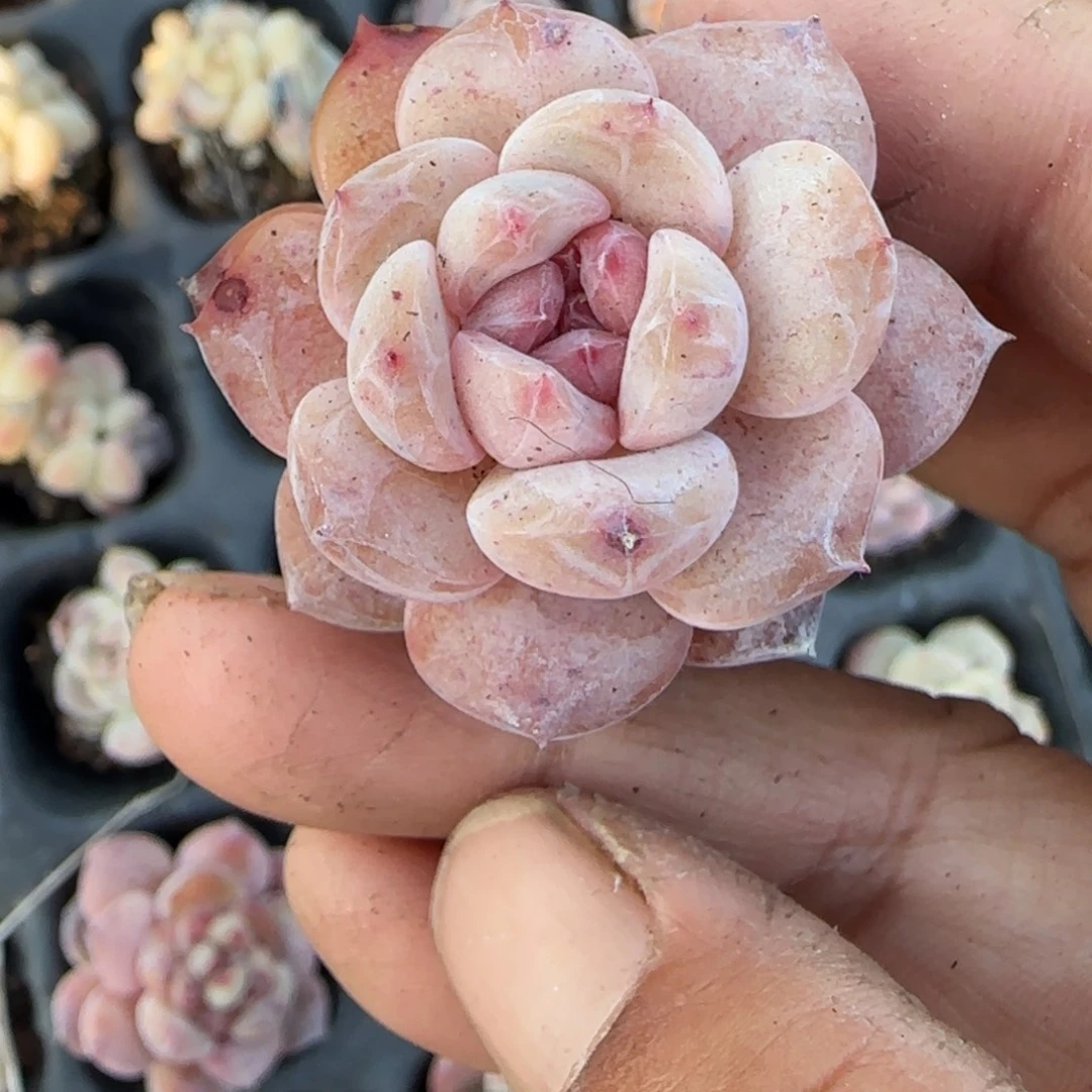 多肉小卡拉米糖心一物一拍