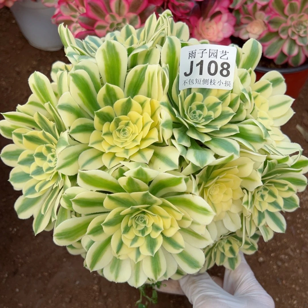 108迈巴赫尺寸25左右