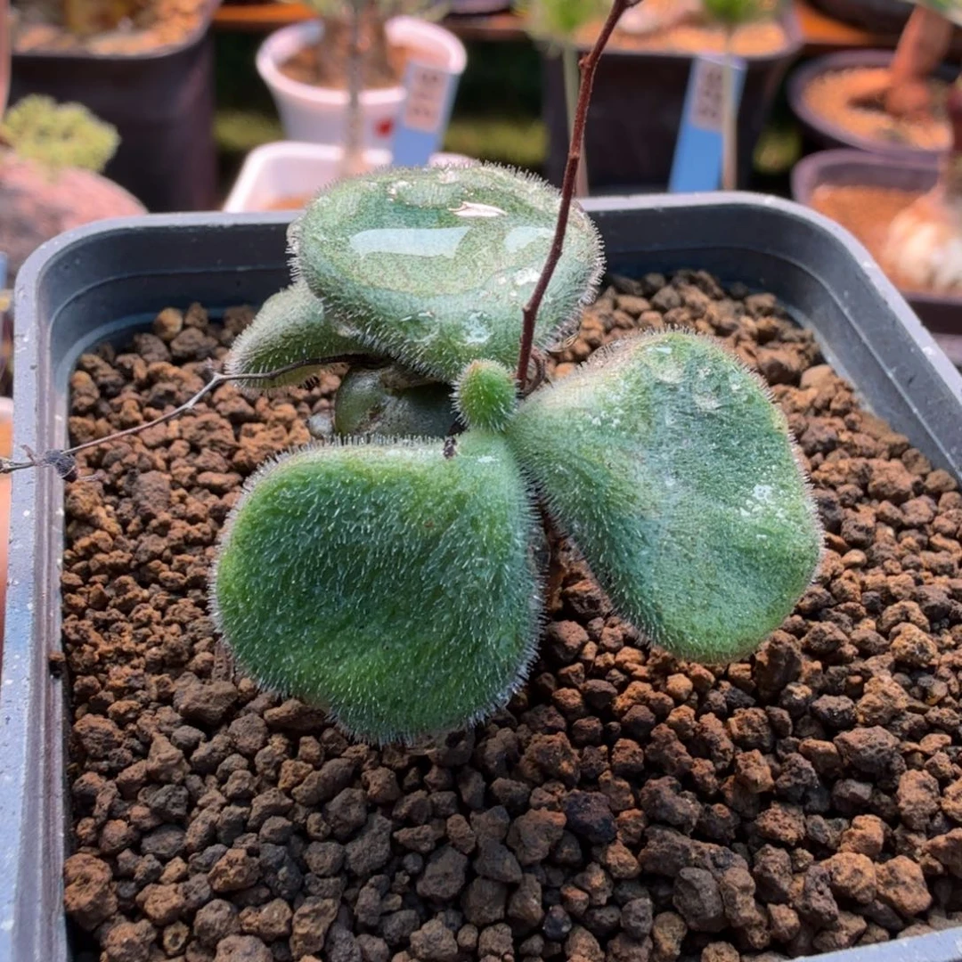 薛辉圣塔734 仙人球